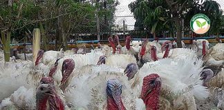 การเลี้ยงไก่งวง