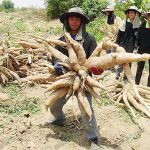 1.มันสำปะหลังจากชาวไร่มันไทย