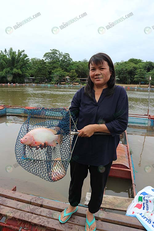 2.คุณบัว-เกษตรกรผู้เลี้ยงปลาทับทิม