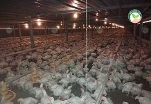 การเลี้ยงไก่เนื้อกับบริษัท แบบประกันราคา กำไรรอบละ 5-6 แสนบาท