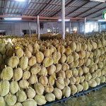 รับซื้อทุเรียน หมอนทอง คุณภาพ จากเกษตรกรสู่ตลาดส่งออกประเทศจีน