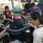 4.คนงานช่วยกันเเพ็คปลาเพื่อส่งออกไปต่างประเทศ