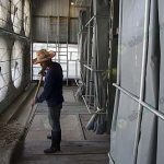 4.คนงานทำความสะอาดขี้ไก่