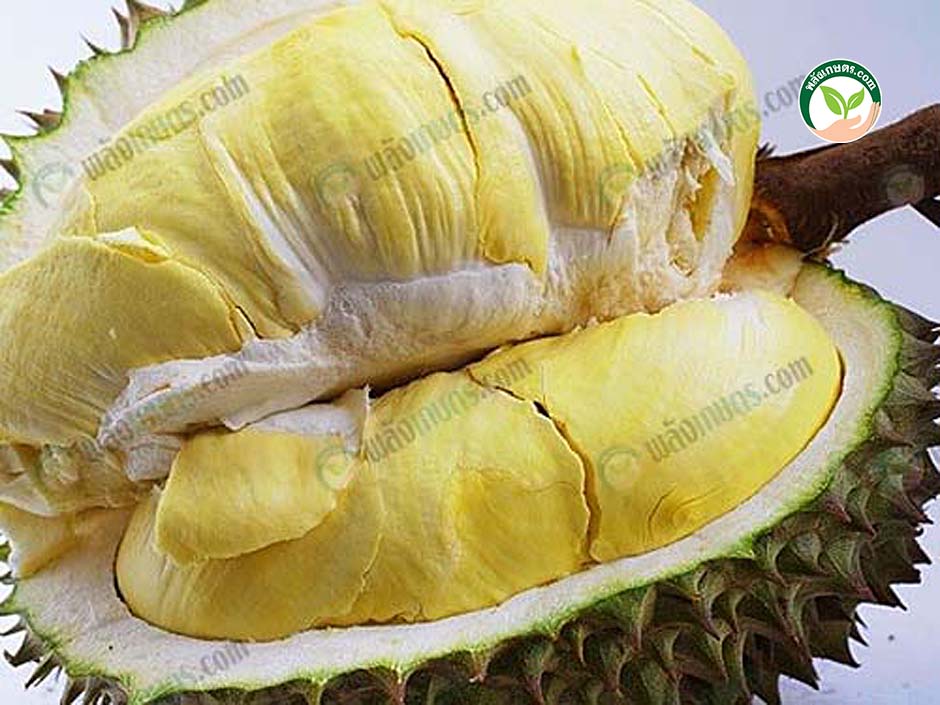 4.ทุเรียนหมอนทอง