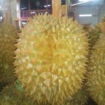 4.ทุเรียนหมอนทองคุณภาพพร้อมส่งออก