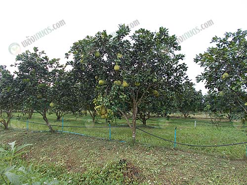 4.สวนส้มโอของสมาชิกเกษตรกรที่ใช้ปุ๋ยจากเครื่องผสมปุ๋ยของสหกรณ์