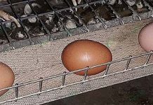 ใช้ สมุนไพรเลี้ยงไก่ไข่ ได้ผลดี โครงสร้างเปลือกดี มีคุณภาพ ไม่มีสารอาหารตกค้าง