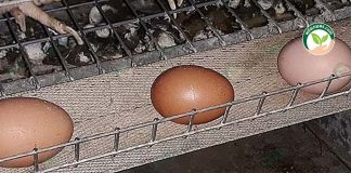 ใช้ สมุนไพรเลี้ยงไก่ไข่ ได้ผลดี โครงสร้างเปลือกดี มีคุณภาพ ไม่มีสารอาหารตกค้าง