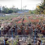 6.ลูกไม้เมล็ดที่มีความนิ่-ทำให้ง่ายต่อการทำตลาด