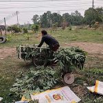 8.การเก็บใบมันเข้าสู่กระบวนการผลิตเป็นอาหารสัตว์