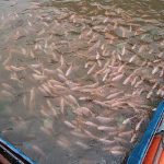 8.ปลาทับทิมรุ่นอายุประมาณ-2-เดือน