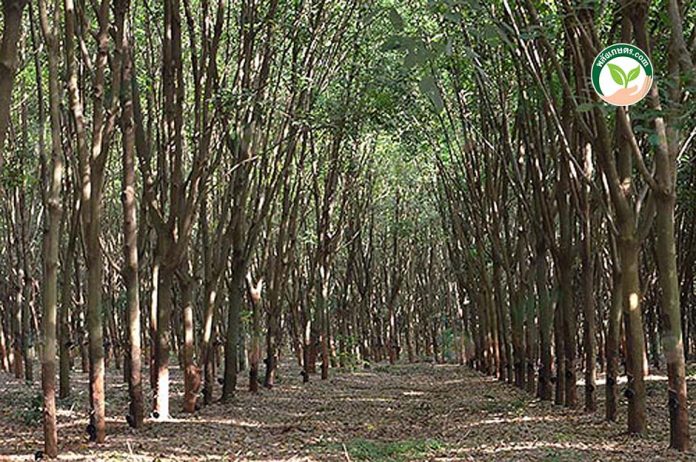 บึงกาฬ นำอีสานพลิกฟื้นชาวสวนยาง ยกระดับ ราคายางก้อนถ้วย GAP คุณภาพส่งออก บึงกาฬ นำอีสานพลิกฟื้นชาวสวนยาง ยกระดับ ราคายางก้อนถ้วย GAP คุณภาพส่งออก