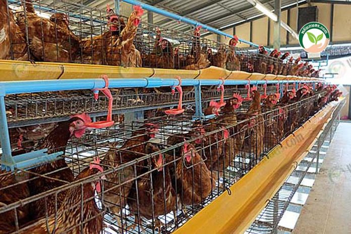 โรงเรือนไก่ไข่ แบบเปิด โรงเรือนไก่ไข่ แบบเปิด