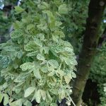 1.ใบแก่จะออกสีเขียวด่างขาวทั่วใบ