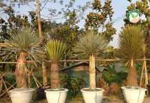 ไม้สน ต้นYucca