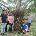 10.ต้นปาล์มน้ำมันสายพันธุ์คอมแพทค์อายุ-5-ปี-ที่-อ.วัฒนานคร-จ.สระแก้ว