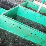 11.การลำเลียงส่งปลาของสำเนาพันธุ์ปลา