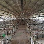 โรงเรือนหมู