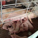 3.คอกแม่พันธุ์หมู