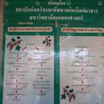 3.โครงการผลิตพริกไทยดำปลอดเชื้อ