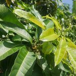 4.การออกใบอ่อนและแทงช่อดอกในคราวเดียวกัน