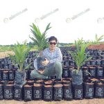 4.ต้นกล้าปาล์มน้ำมันจากแปลงเพาะชำกล้าปาล์มของ-บ.สินธุเศรษฐ์-จำกัด