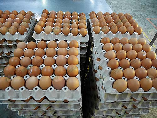 4.ผลผลิตไข่ไก่