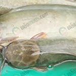 4.แม่พันธุ์ปลาดุกอุยสมบูรณ์พร้อมผสมพันธุ์