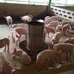 4.ให้อาหารและน้ำลูกหมู