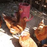 4.ให้อาหารและน้ำไก่