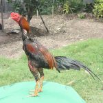 5.ไก่ชนลักษณะดี-สีสวย