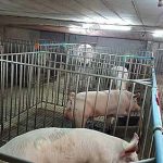 6.คอกหมู