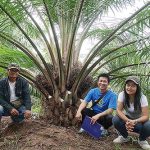 6.ปลูกปาล์มครั้งเดียว-เก็บเกี่ยวผลผลืตได้ยาวนาน-35-ปี