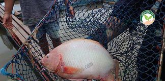 ลักษณะตัวปลาทับทิมคุณภาพตัวใหญ่ หนา เนื้อเยอะที่ เลี้ยงปลาทับทิมกระชัง