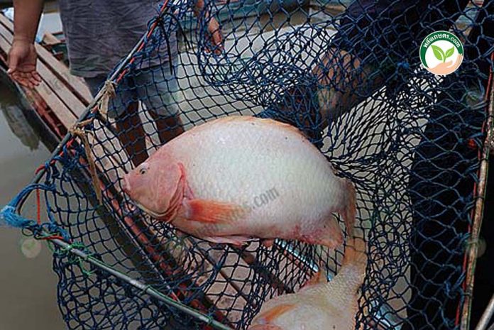 ลักษณะตัวปลาทับทิมคุณภาพตัวใหญ่ หนา เนื้อเยอะที่ เลี้ยงปลาทับทิมกระชัง