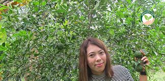 สวนผลไม้ผสมผสาน ต้นมะกรูดหวานกำลังให้ผลผลิตพร้อมเก็บเกี่ยวช่วงสิ้นปี