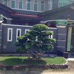 6.ไม้มหามงคล-คู่บ้านสวย