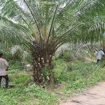 8.การตัดแต่งทางใบง่ายต่อการเก็บเกี่ยวผลผลิตได้ดีขึ้น