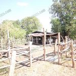 8.คอกวัว