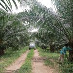 9.การจัดการสวนปาล์มน้ำมันได้อย่างทั่วถึง