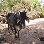 9.โคขุนในฟาร์ม