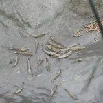 กุ้งขาวอายุ-1-เดือน