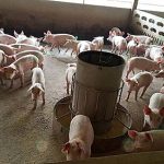 คอกลูกหมู