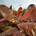 1.กล้วยแดงอินโดด่าง-ฝนทิพย์