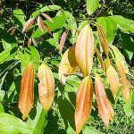 ใบ อบเชย