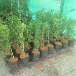 11.ชำลงถุงดำพร้อมจำหน่าย