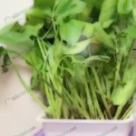 2.ผักตบชวาที่โตเต็มที่