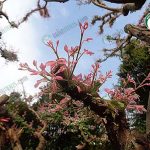 มะขามเทศด่าง เมื่อแตกยอดอ่อนใบจะเป็นสีชมพู