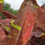 2.ใบมีลายด่างสีเหลืองทองเป็นเส้นละเอียด-สวย-โดดเด่น