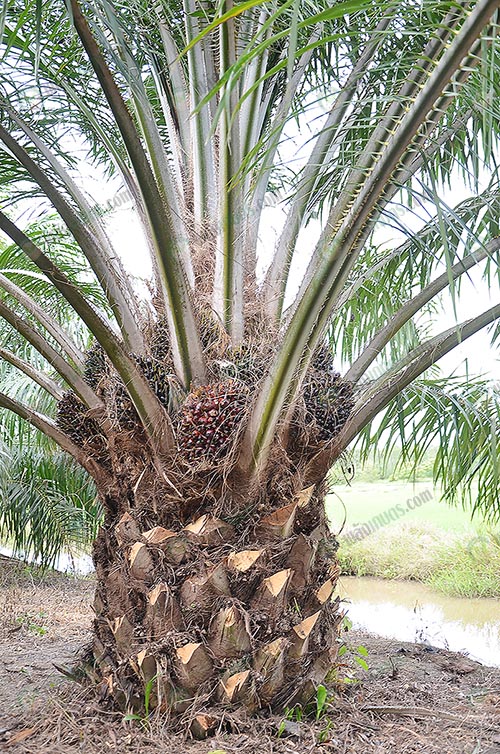 4.ต้นปาล์มสายพันธุ์ยูนิวานิช-อายุ-4-ปี-ให้ผลผลิตเต็มคอ